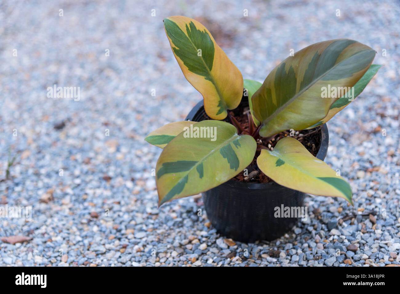 Rote und schwarze Bltter von Philodendron Black Cardinal, einer beliebten  Zimmerpflanze Stockfotografie - Alamy
