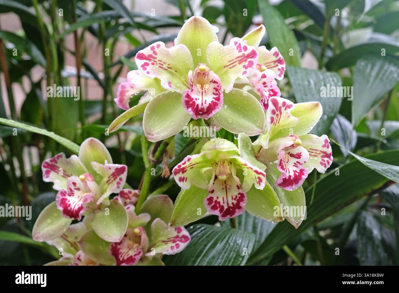 Gelbe und rosafarbene Cymbidium-Orchidee oder Bootsorchidee in Blüte. Stockfoto