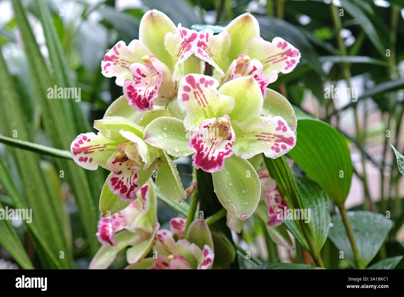 Gelbe und rosafarbene Cymbidium-Orchidee oder Bootsorchidee in Blüte. Stockfoto