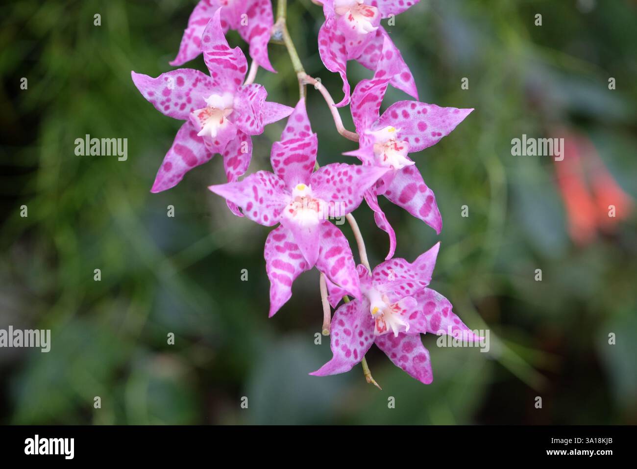 Lila und rosa gesprenkelt Oncidium Heatonensis, tanzende Orchidee in Blume. Stockfoto