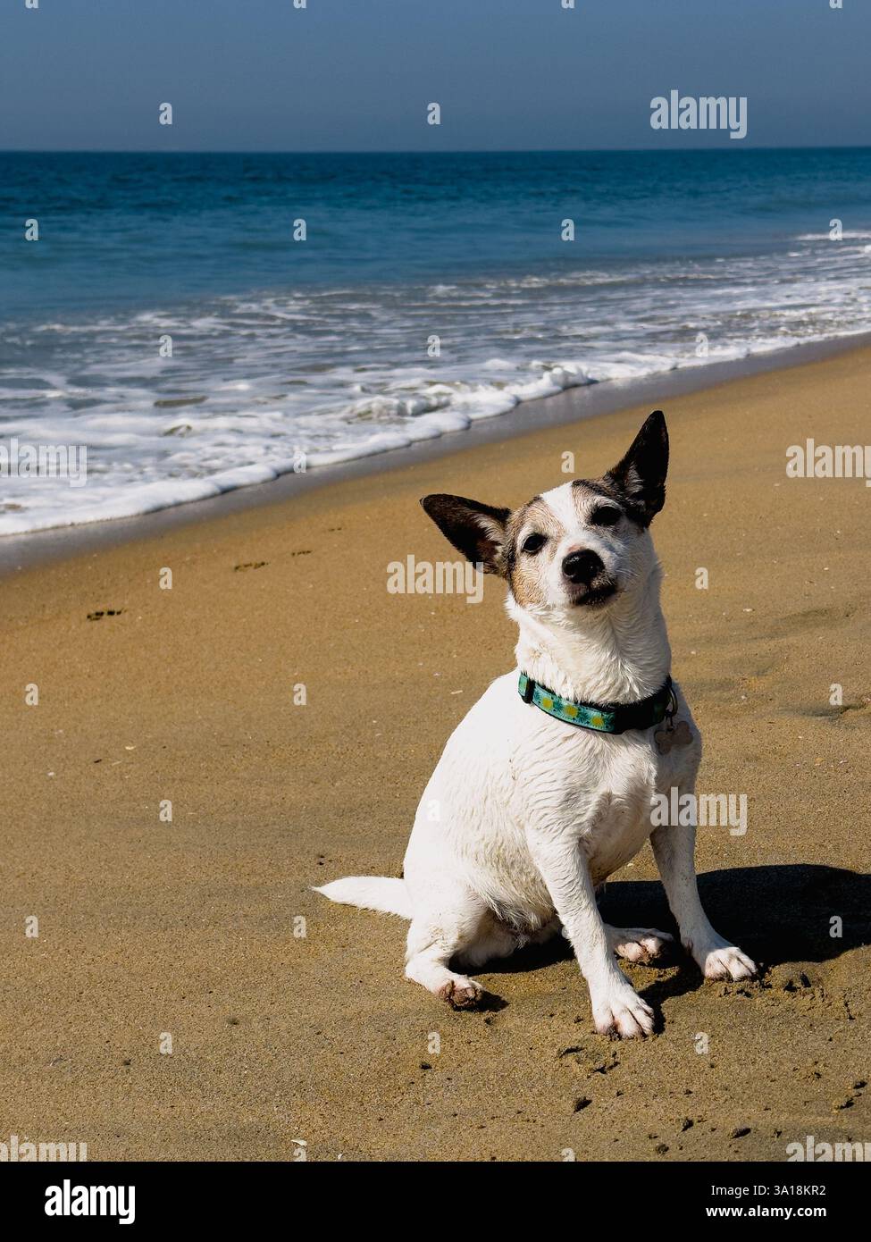 Wet Jack Russell Terrier liegt am Sandstrand mit blauem Himmel und Meer in der Ferne Stockfoto