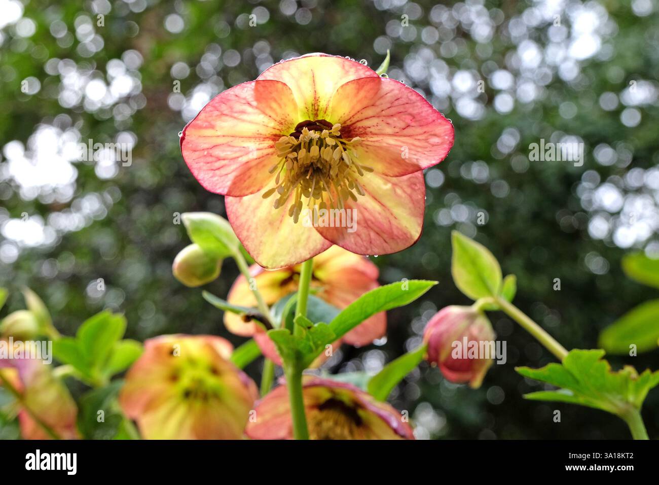 Rosa und cremefarbene Helleborus hybridus, Hybrid-Helleborus, Fastenrose oder Schneerose in Blüte Stockfoto