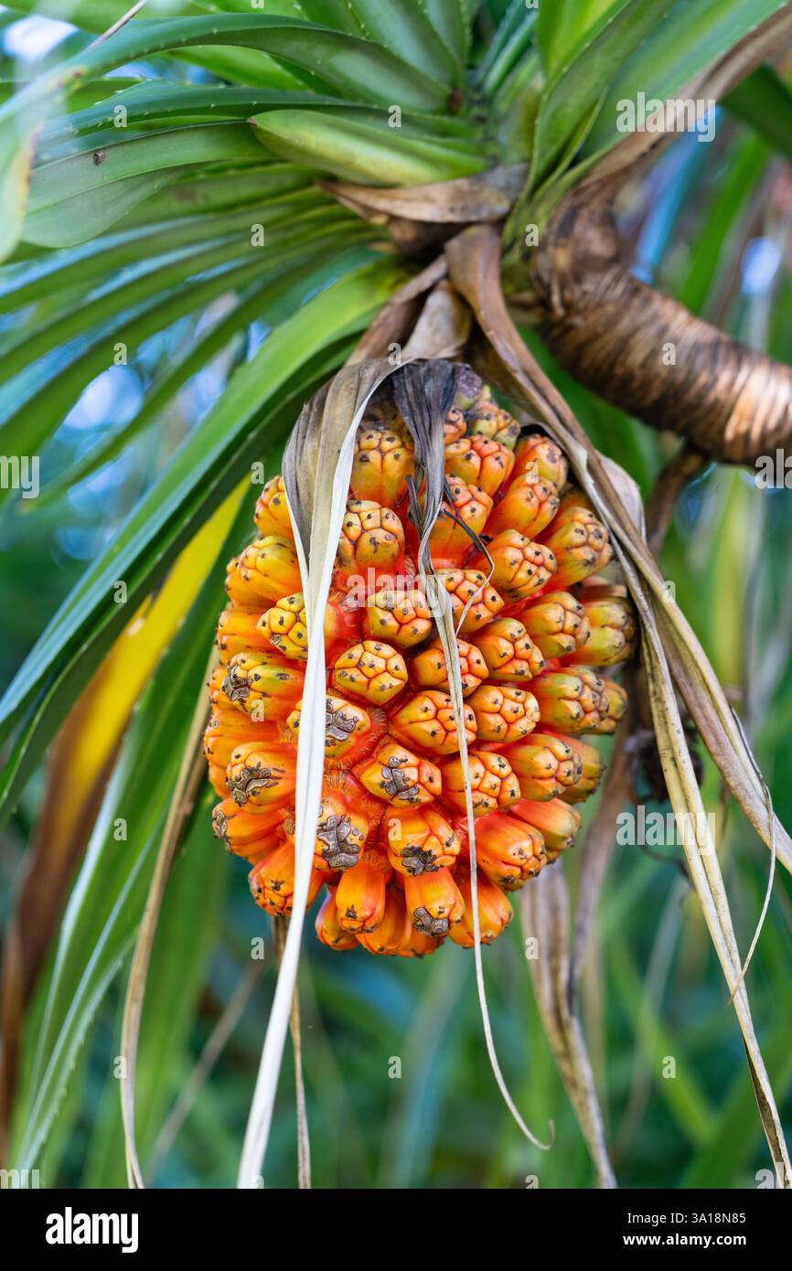Eine Pandanus tectorius-Frucht, auch bekannt als „Schraubenpin“, auf Iriomote, Okinawa, Japan. Stockfoto