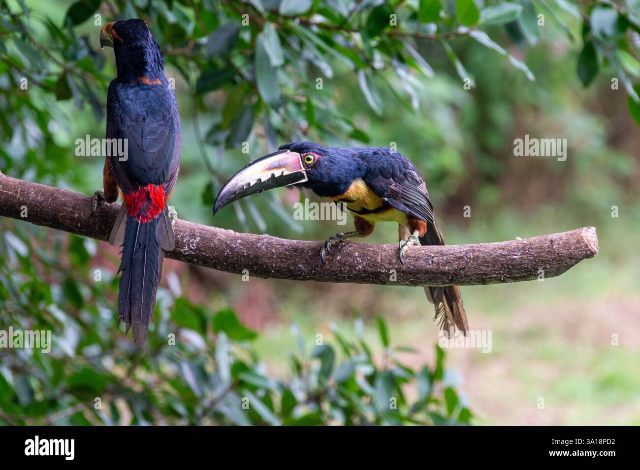 Aracaris mit Kragen auf einem Zweig in Costa Rica Stockfoto