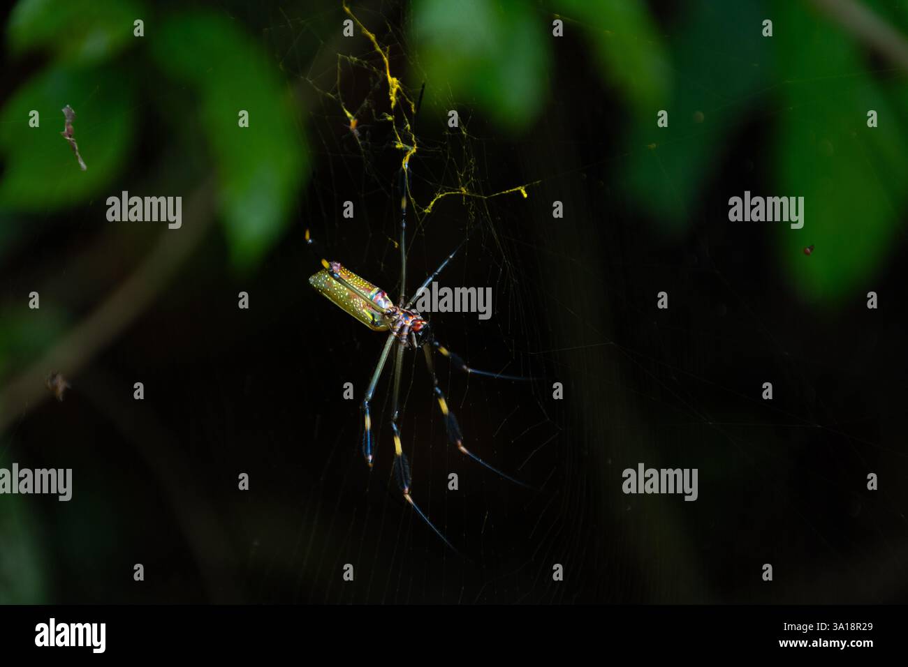 Goldene Spinnenkugel im Costa-ricanischen Regenwald Stockfoto