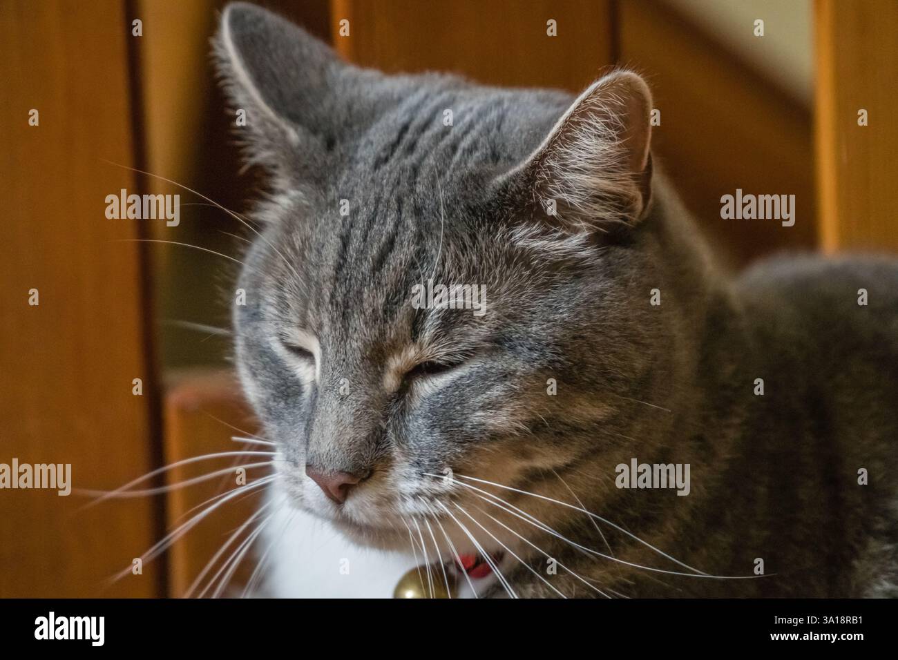 Graue Katze mit rotem Kragen und Glocke, die schläfrig aussieht. Stockfoto