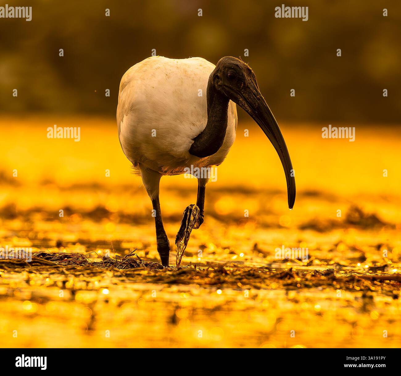 Englisches Ibis Stockfoto