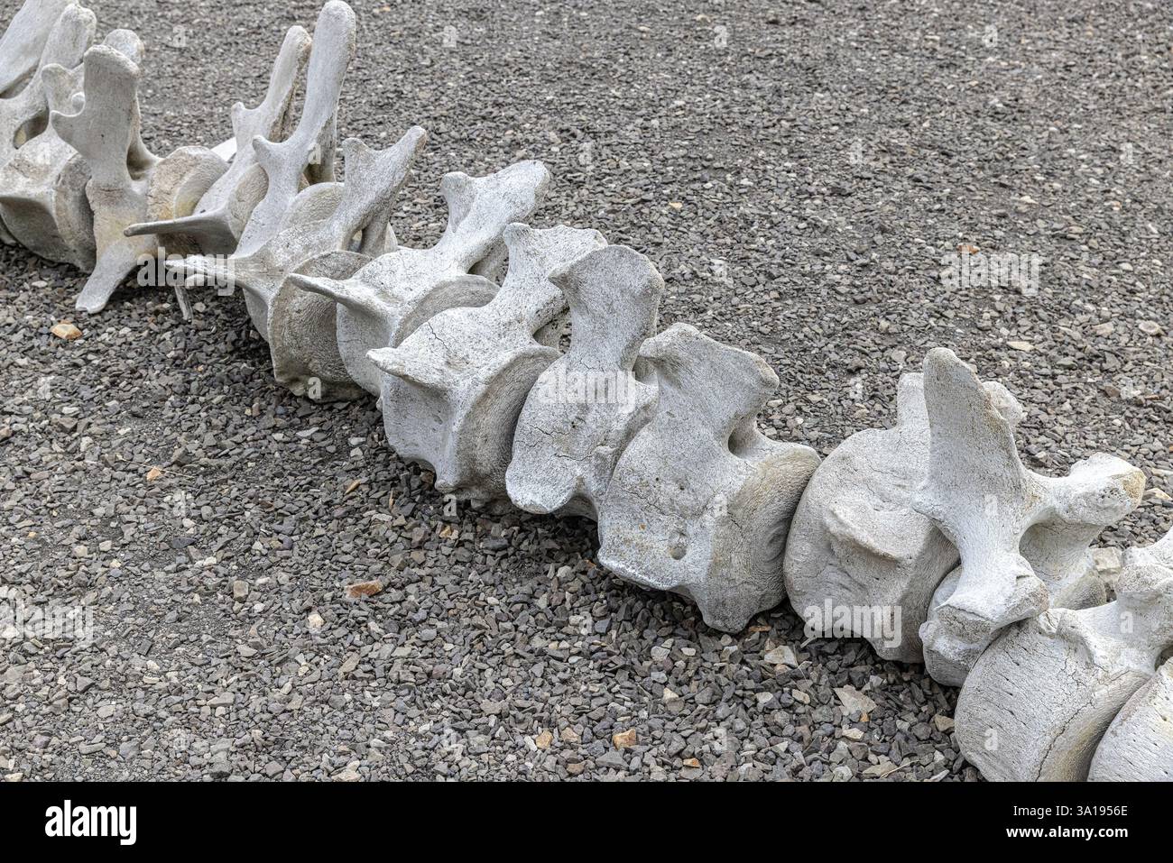 Walwirbel bilden eine Linie auf Kiesboden Stockfoto