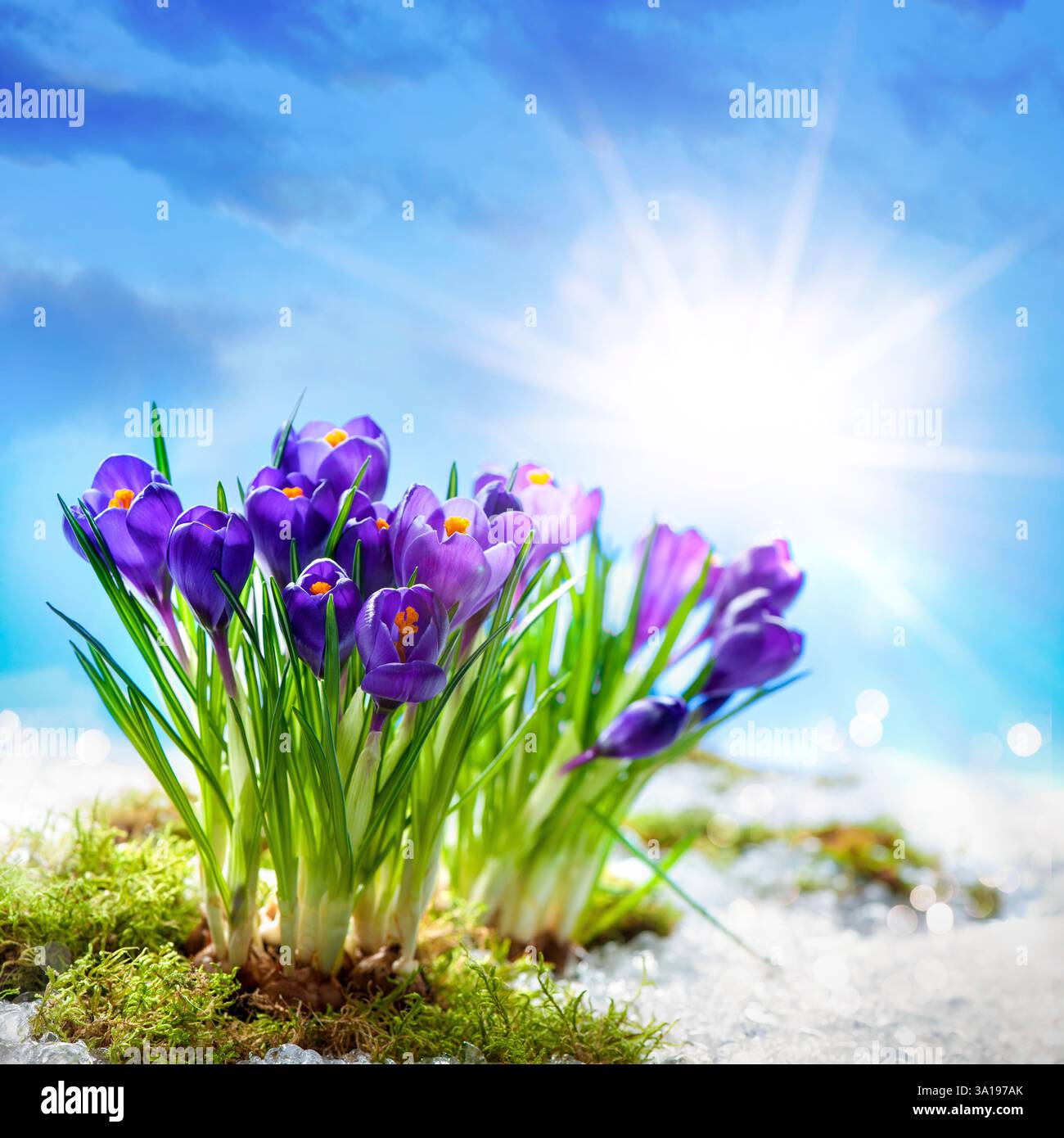 Frühlings-Krokus im Schnee schmelzen Stockfoto
