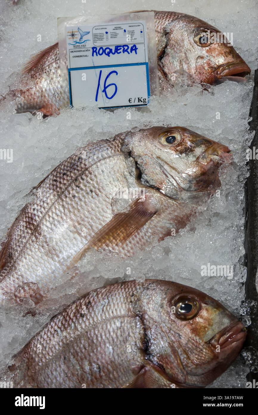 Rotbrasse - Pagrus auriga, frischer Fisch auf dem Markt Nuestra Senora de Africa, Teneriffa, Kanarische Inseln, Spanien. Santa Cruz de Teneriffa Stockfoto