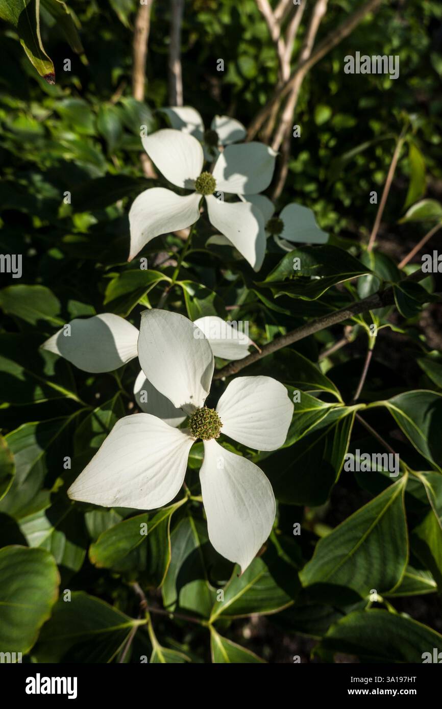 kousa Hartholz (Cornus kousa) - blühende Pflanze Stockfoto