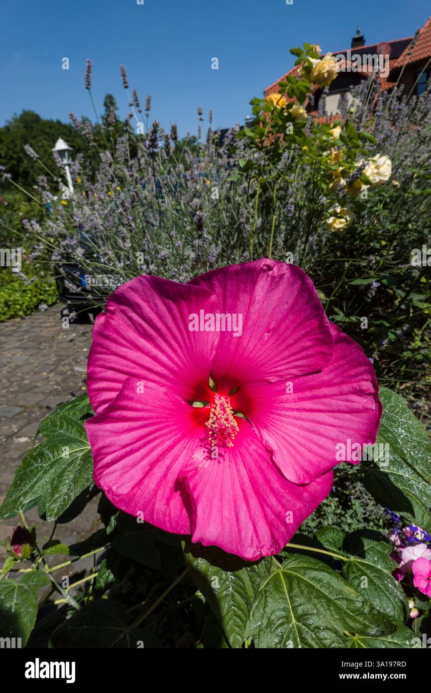 Giant Hibiscus (Hibiscus moscheutos) Stockfoto