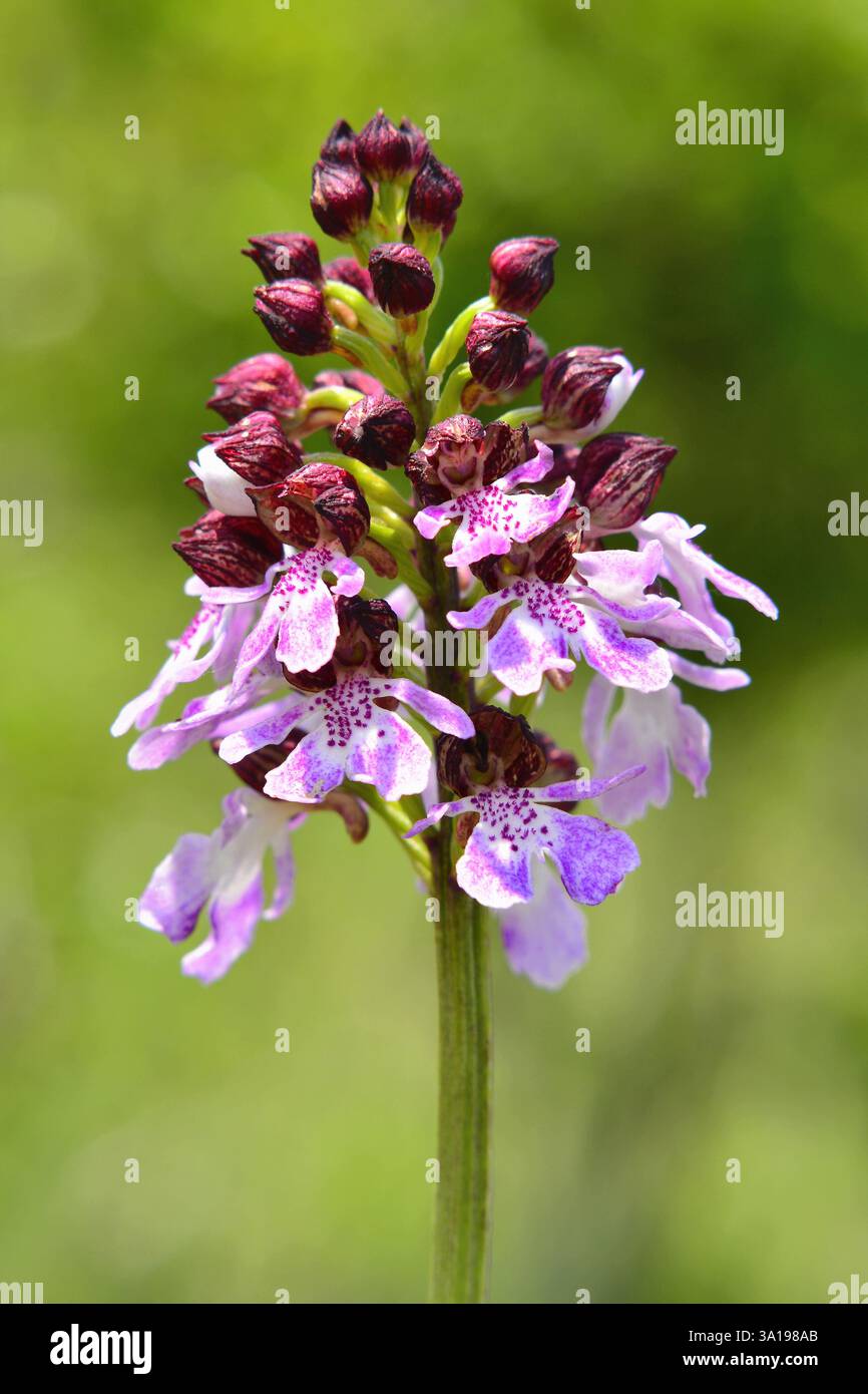 Orchis purpurea Pflanze in Frühlingsblüte Stockfoto