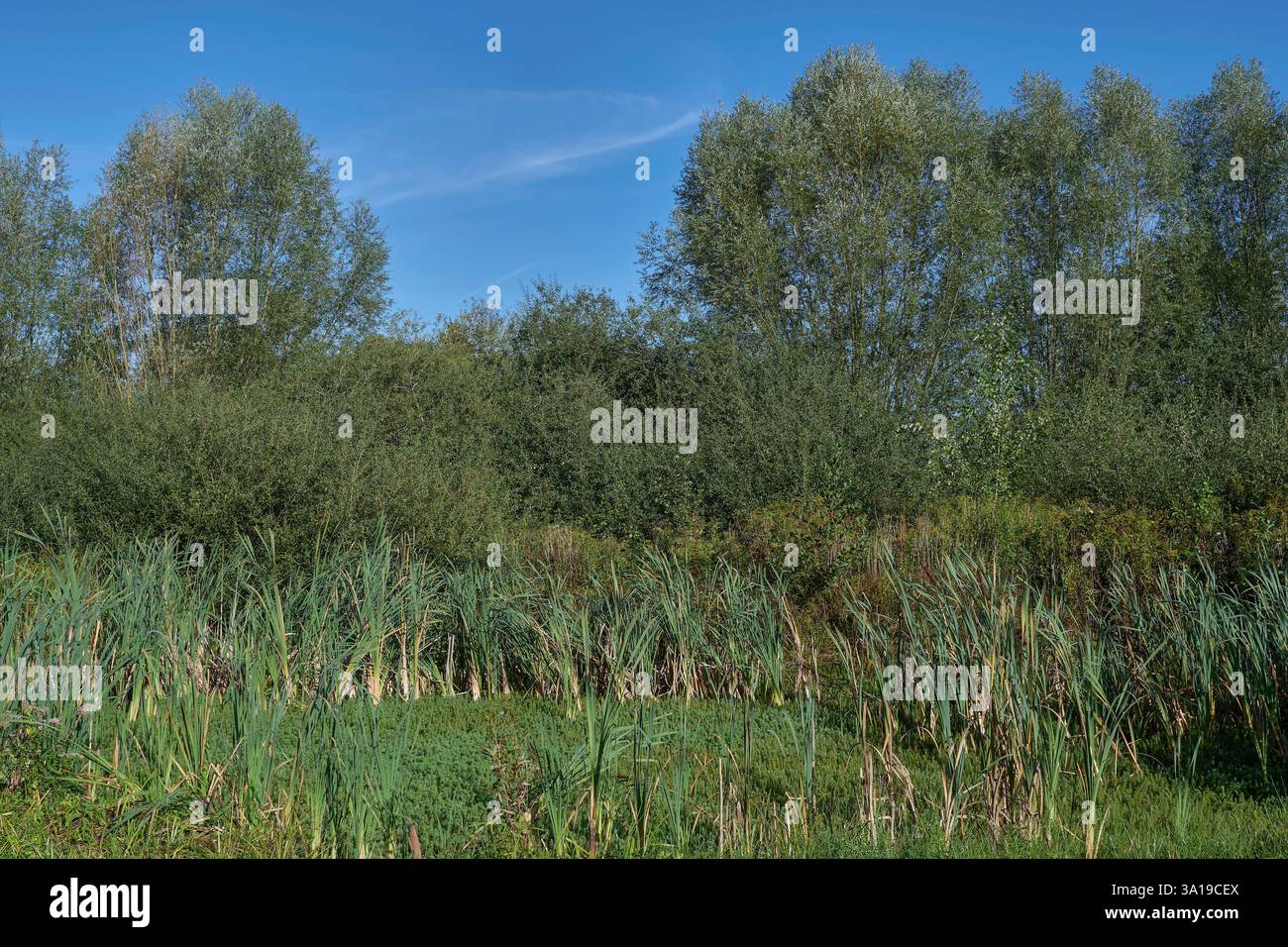 Naturschutzgebiet Bergische Heideterrasse mit Stuten Schwanzpflanze (Hippuris vulgaris) im Moor, Deutschland Stockfoto