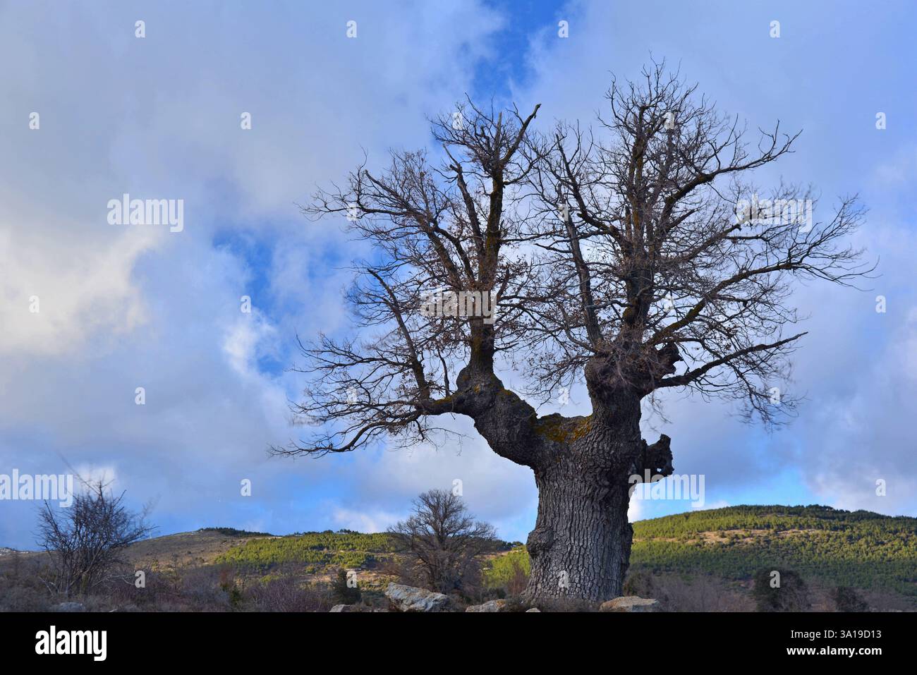 Eigenartig geformte Eiche in den Bergen von Soria in den ersten Frühlingstagen Stockfoto