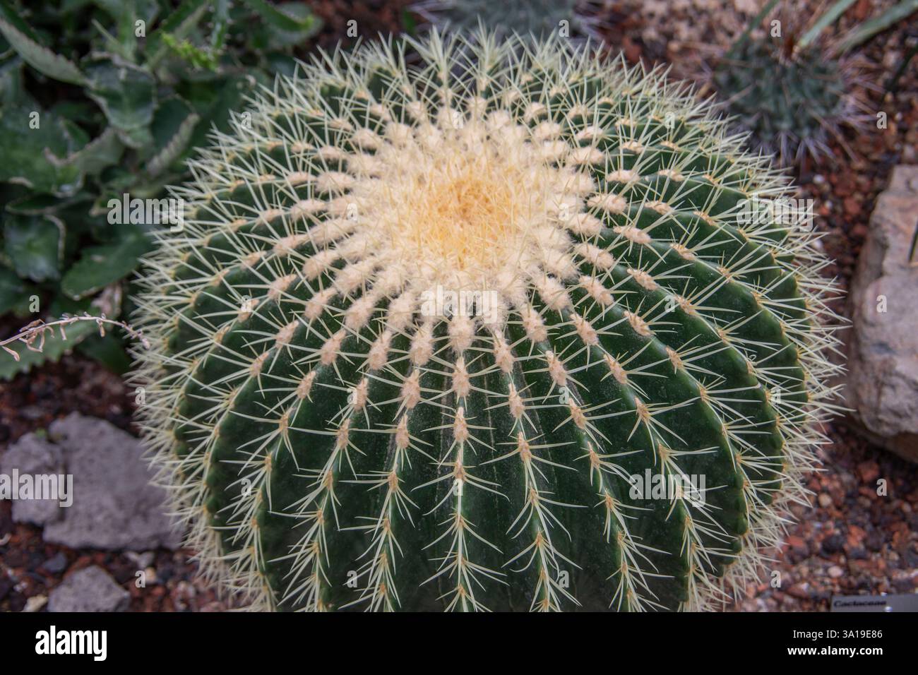 Sphärischer Echinogrusoni-Kaktusi in der Wüste Stockfoto
