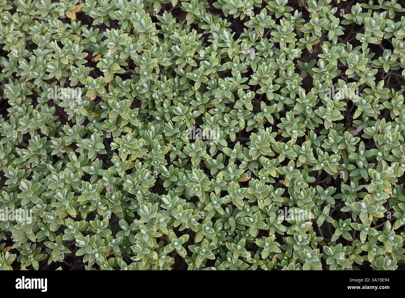 Ein grünes Grasfeld mit einigen braunen Flecken. Das Gras ist üppig und grün, und die braunen Flecken verleihen dem Gesamtbild einen Kontrast Stockfoto