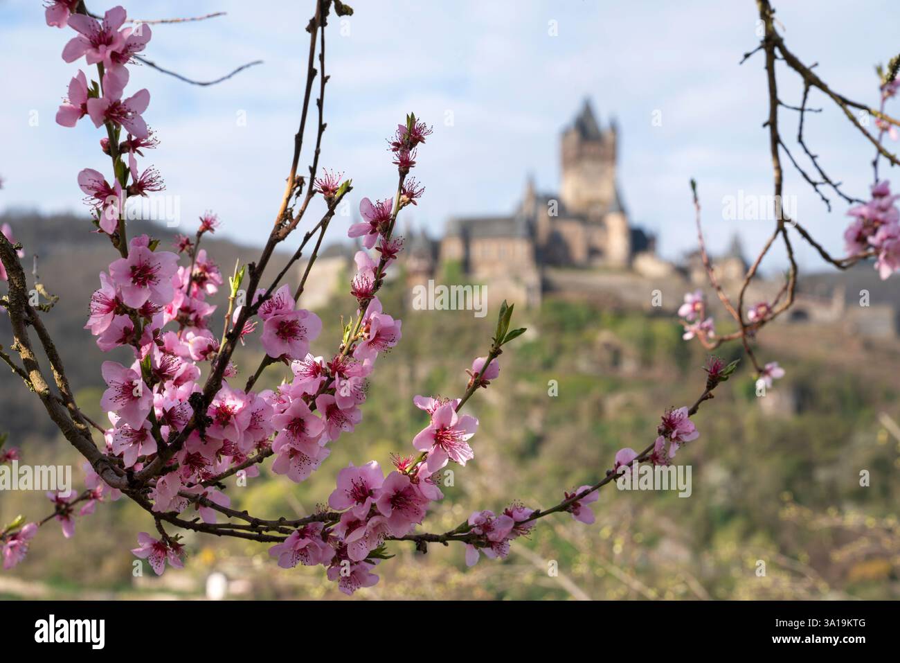 Panoramabild der Burg Cochem mit Pfirsichblüten in Deutschland Stockfoto