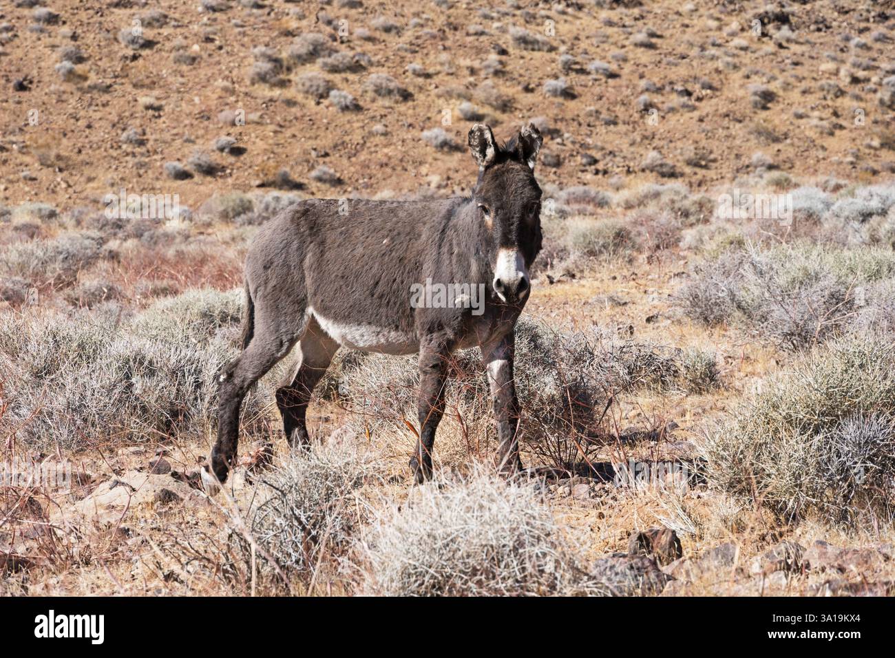 Grauer wilder Burro im Butte Valley im Death Valley National Park in Kalifornien Stockfoto