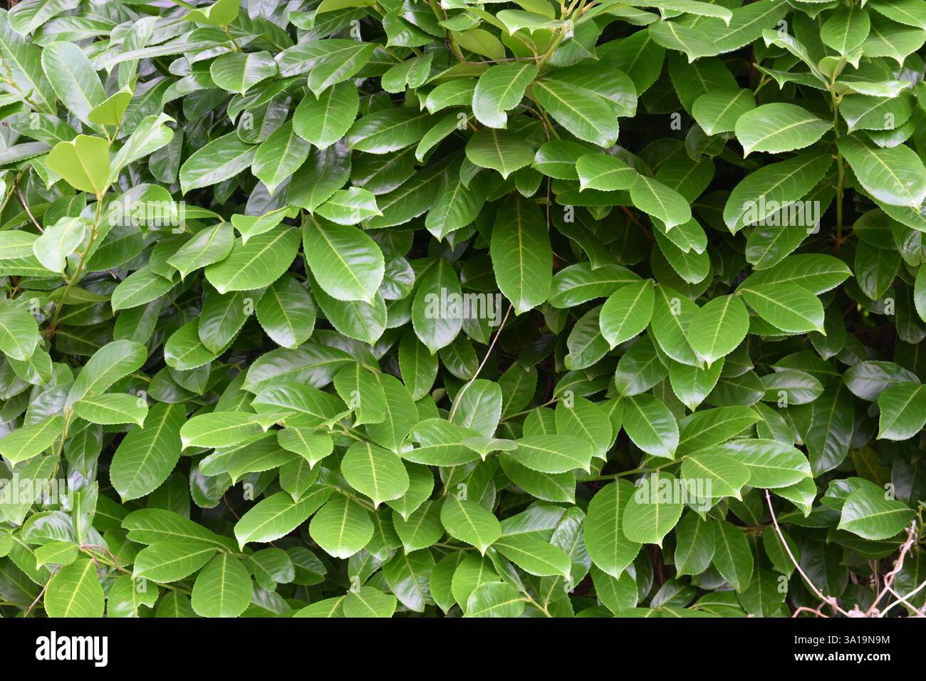 Ein üppiger grüner Busch mit grünen und glänzenden Blättern. Die Blätter sind so angeordnet, dass sie ein Gefühl von Tiefe und Textur erzeugen. Das Bild wird übertragen Stockfoto