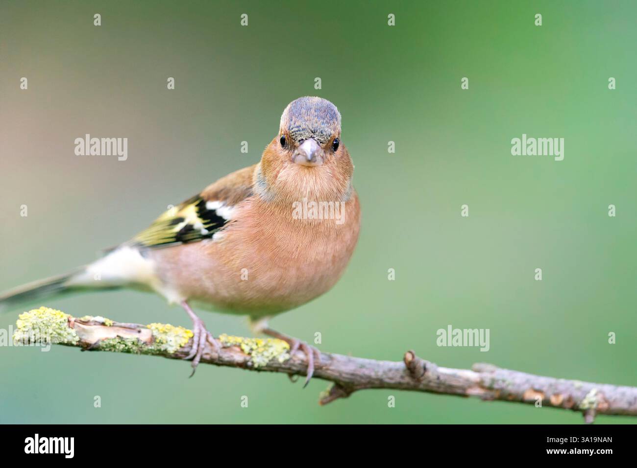 Kaffinchen (Fringilla coelebs) sitzen im Herbst auf einem Ast. Stockfoto