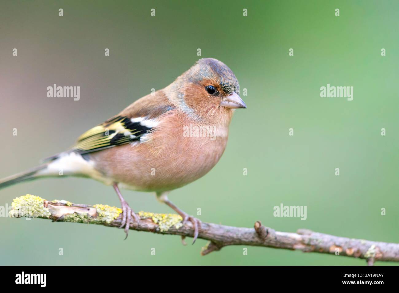 Kaffinchen (Fringilla coelebs) sitzen im Herbst auf einem Ast. Stockfoto