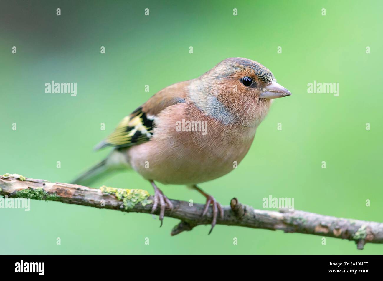 Kaffinch (Fringilla coelebs) sitzt auf einem Ast. Stockfoto