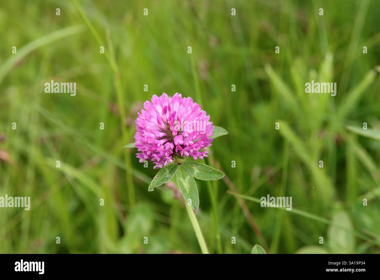 Rotklee auf einer Sommerwiese Stockfoto