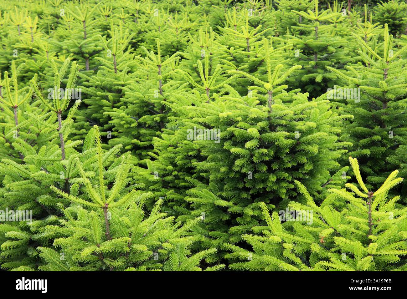 Weihnachtsbaum-Plantage Stockfoto