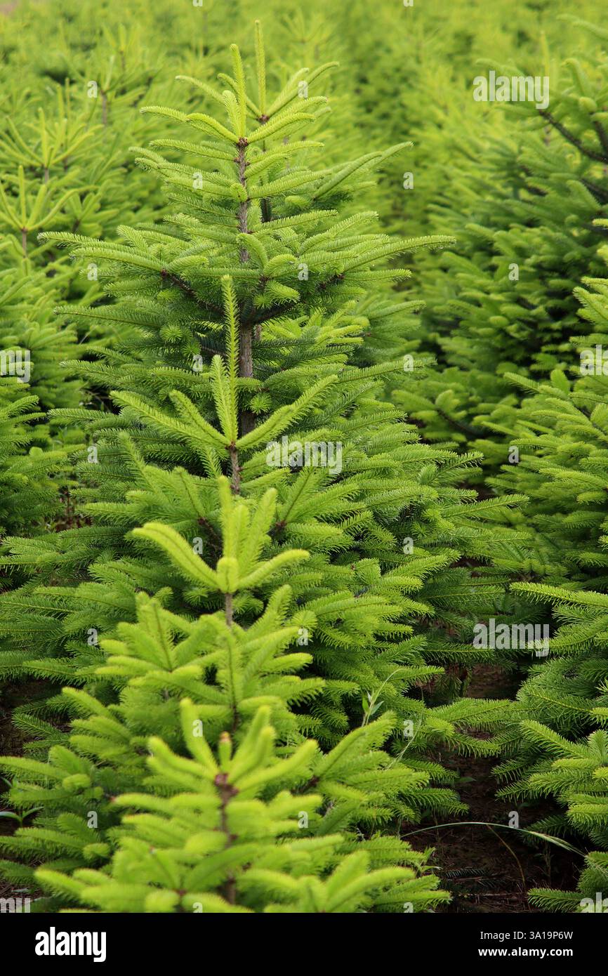 Weihnachtsbaum-Plantage Stockfoto