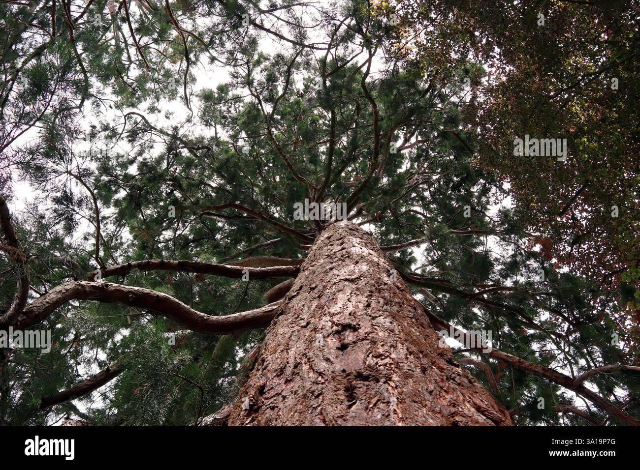Mächtiger Wald von unten Stockfoto