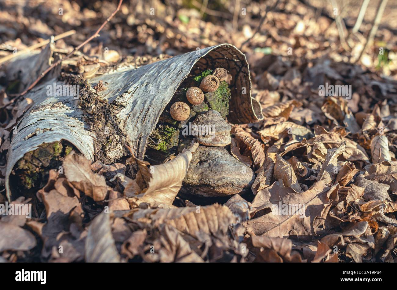 Gewöhnlicher Papageienpilz auf verfallendem Baumstamm im Wald mit Moos Stockfoto