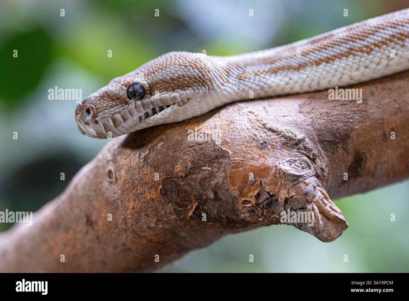 Nahaufnahme des zentralaustralischen Teppichs Python (Morelia bredli) Stockfoto