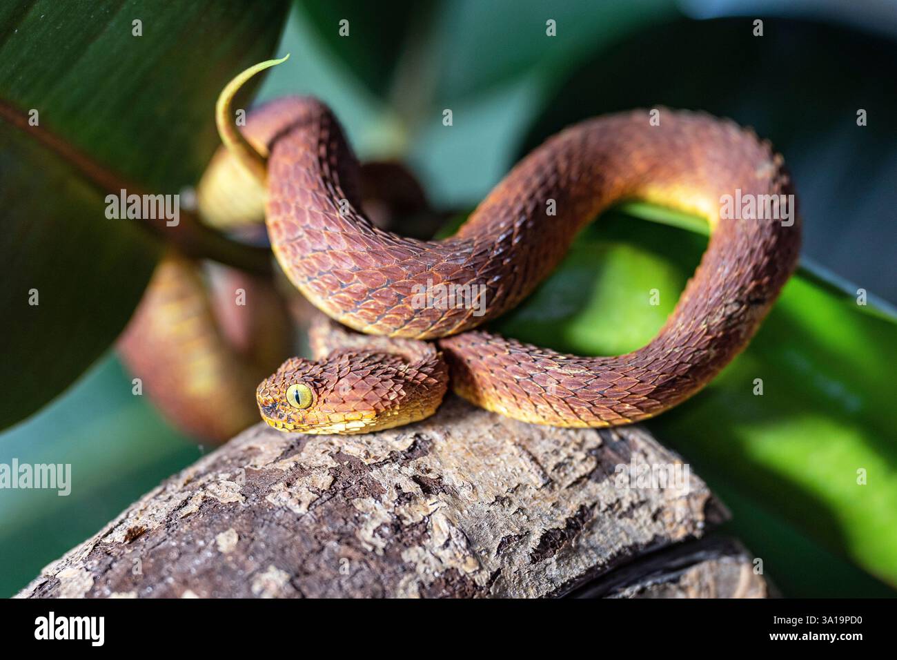 Nahaufnahme der Blattviper (Atheris squamigera) Stockfoto