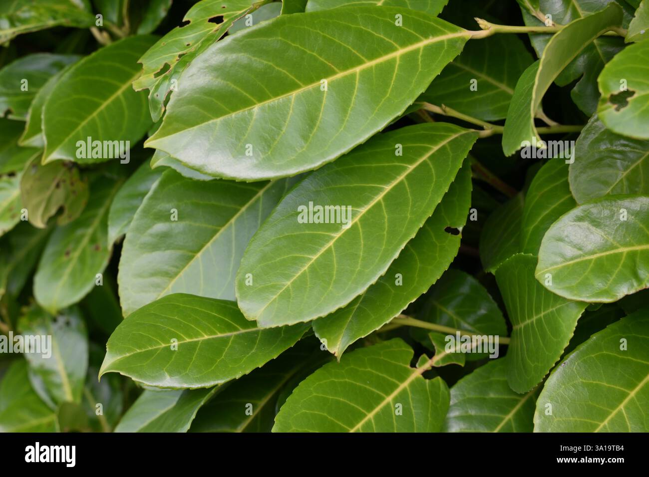 Ein Haufen grüner Blätter auf einem Busch. Die Lamellen sind groß und voll, und sie sind so angeordnet, dass sie ein Gefühl von Tiefe und Bemaßung erzeugen. Das Bild Stockfoto