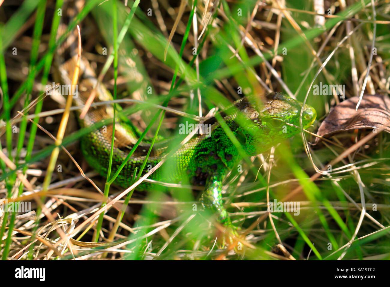 Eine männliche Sandeidechse im Gras. Stockfoto