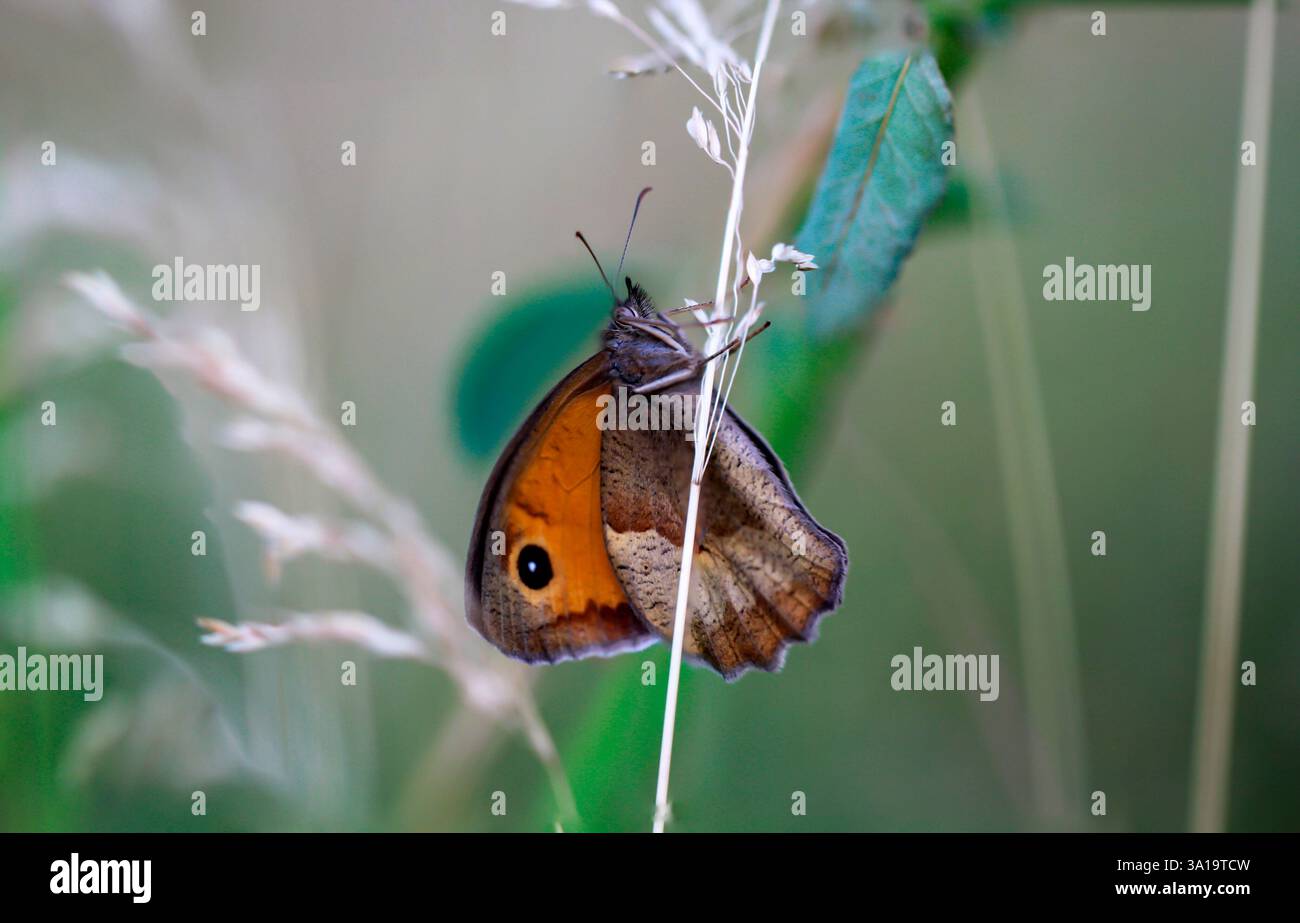 Großes Bullenauge auf einem Grasblatt. Stockfoto