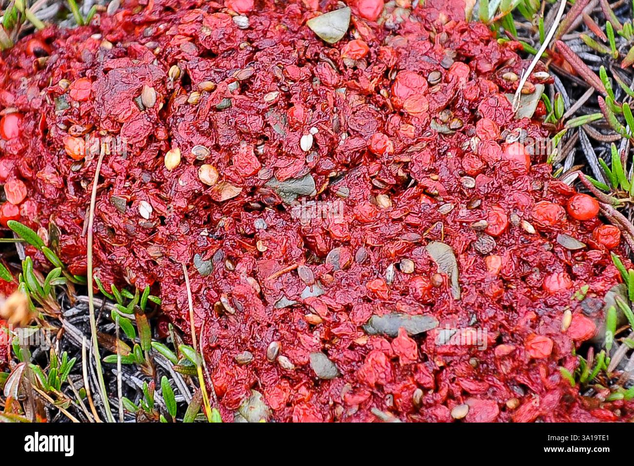 Grizzly-Lösung Stockfoto