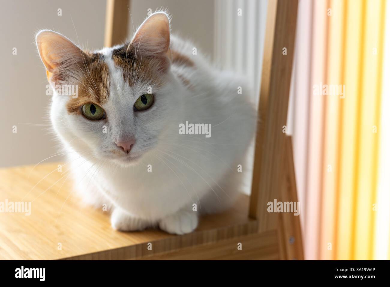 Ein hübsches dreifarbiges Kätzchen auf einem Stuhl sieht dir direkt in die Augen. Nahaufnahme Hochformat Stockfoto