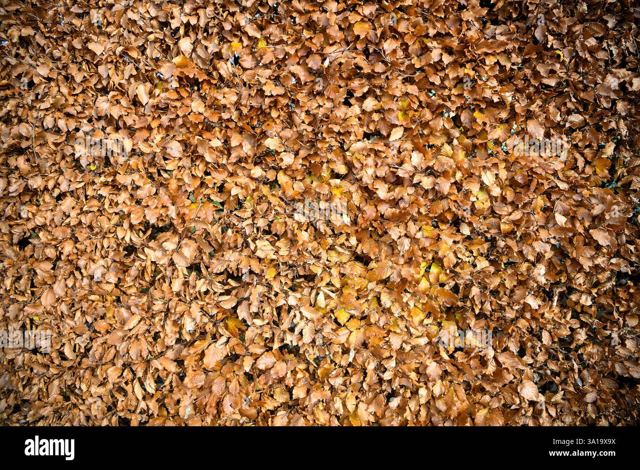 Herbstlaub unter einem Ginkgobaum Stockfoto