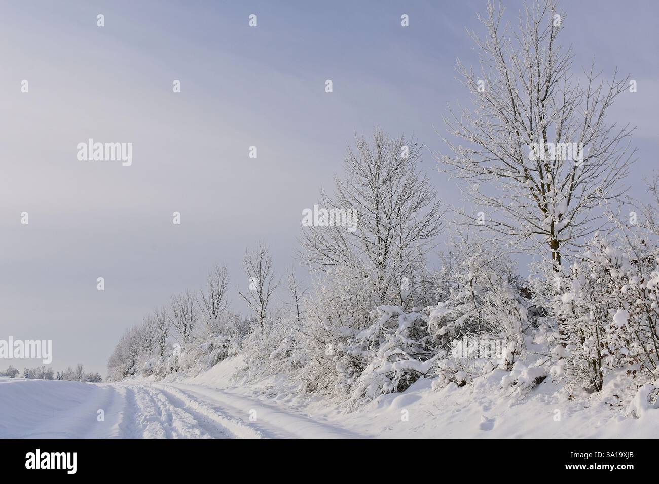 Straßenbäume in Eis und Schnee Stockfoto