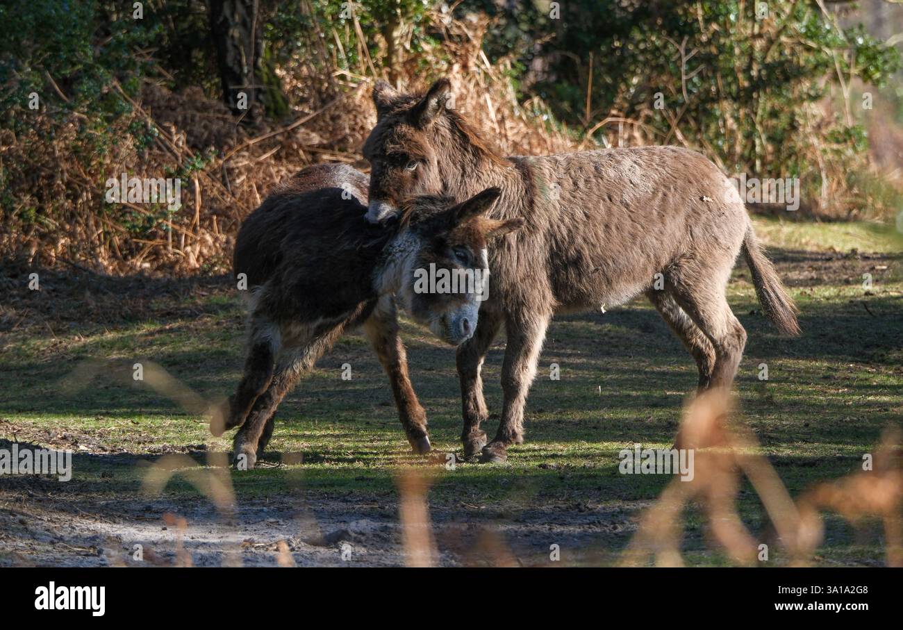Zwei Esel in New Forest Hampshire England, wobei einer den anderen im Spiel oder vor der Paarung auf den Hals beißt Stockfoto