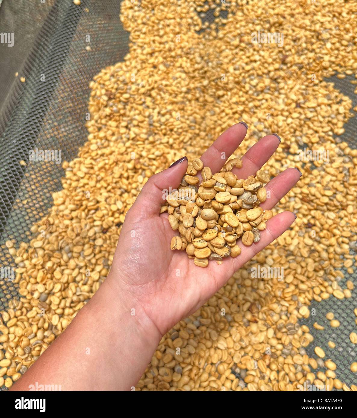 Die Rohkaffeebohne kann mit der Hand getrocknet werden Stockfoto