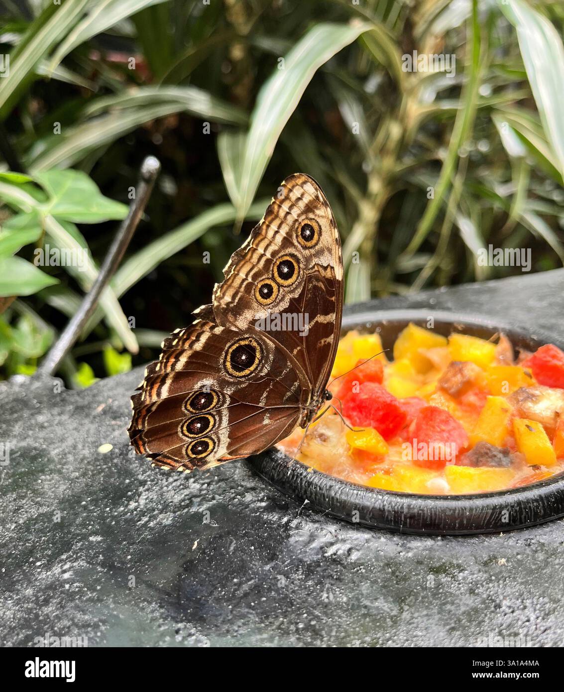 Wunderschöner brauner tropischer Schmetterling, Morpho Menelaus Didius, isst Früchte im Botanischen Garten in Costa Rica. Stockfoto
