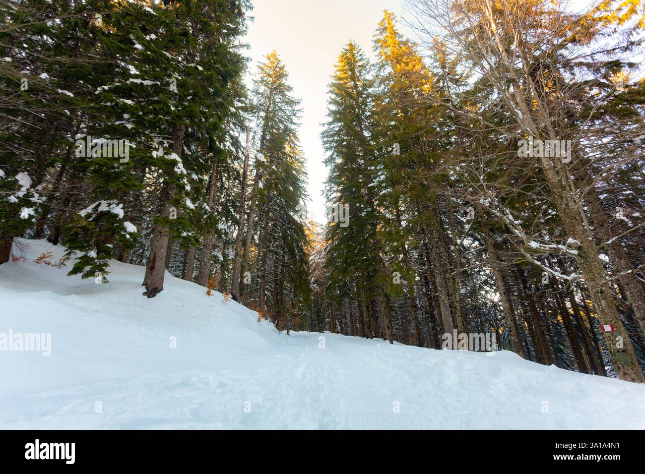 Blick von unten auf die Gipfel der Kiefern gegen den Himmel. Die Zweige der Bäume sind mit weißem Schnee bedeckt. Stockfoto