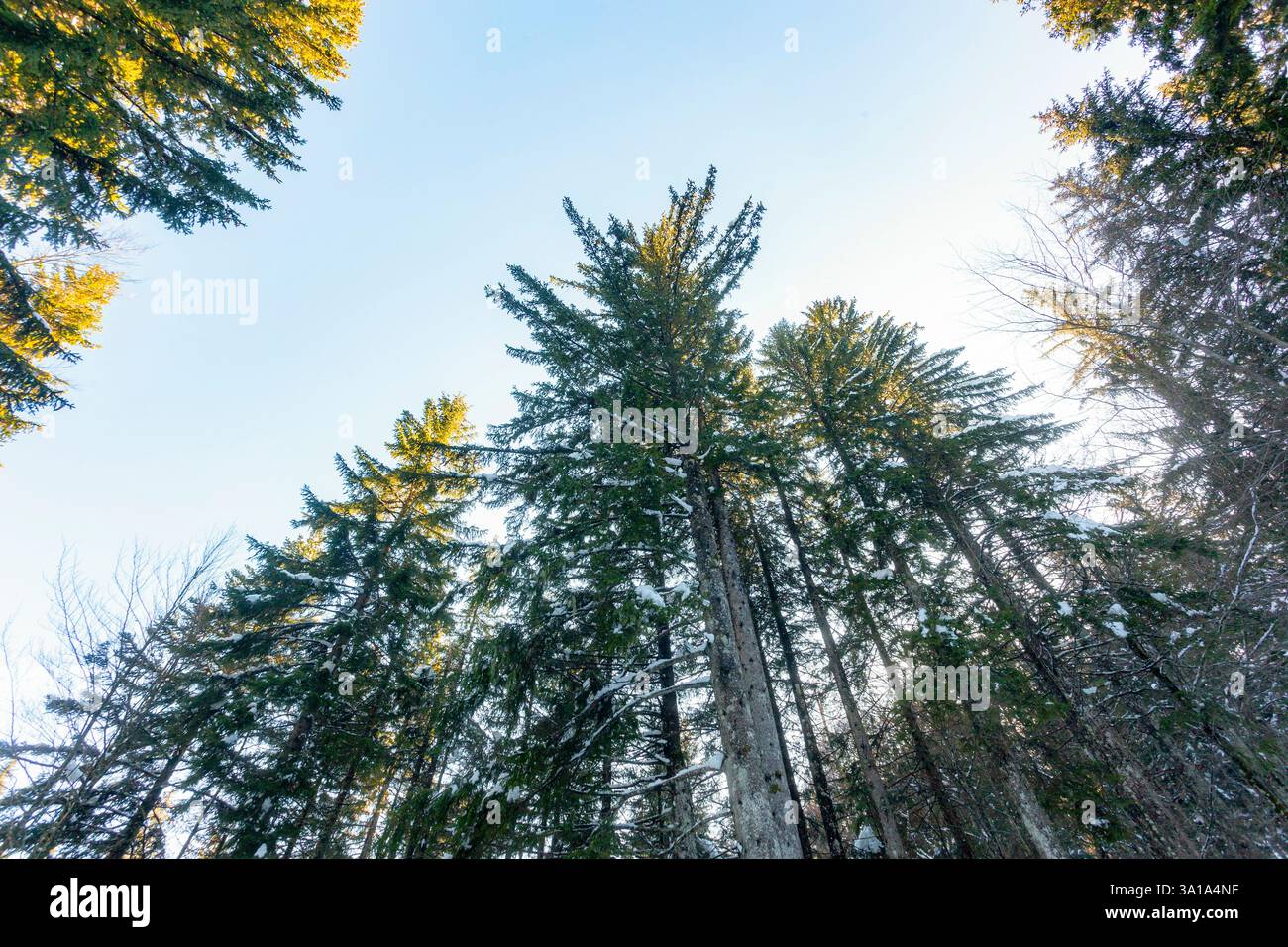 Blick von unten auf die Gipfel der Kiefern gegen den Himmel. Die Zweige der Bäume sind mit weißem Schnee bedeckt. Stockfoto