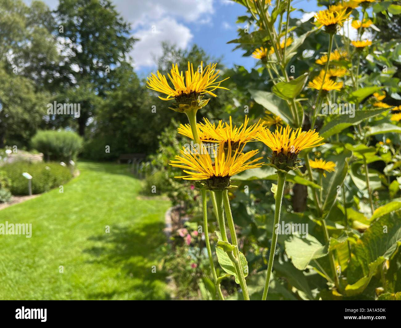 Alant, Inula Helenium, ist eine wichtige Heilpflanze. Stockfoto