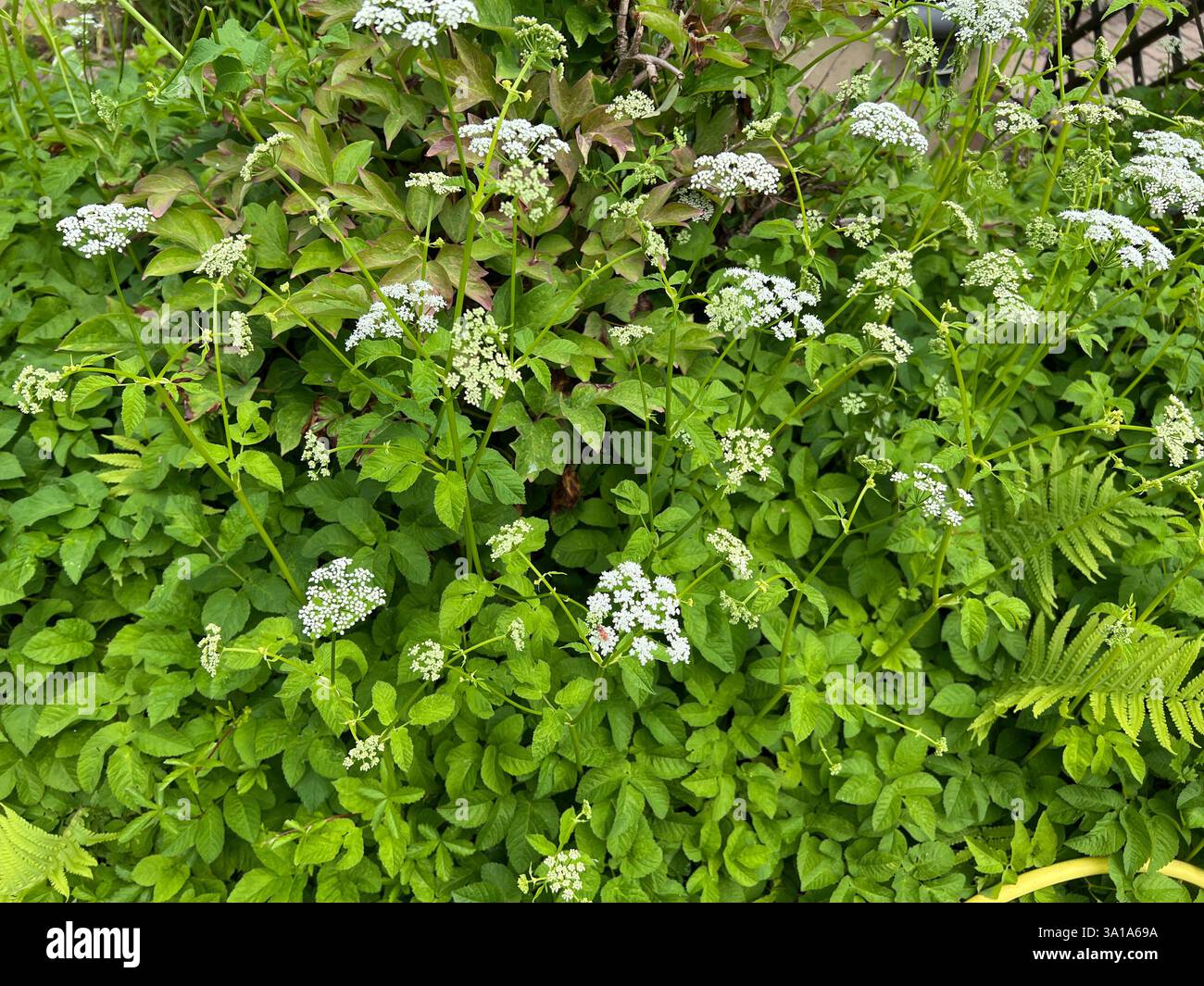 Aegopodium podagraria, gehört zu den wilden Kräutern und Wildgemüse. Es ist eine wilde Pflanze mit weißen Blüten. Es ist eine wichtige Heilpflanze. Stockfoto
