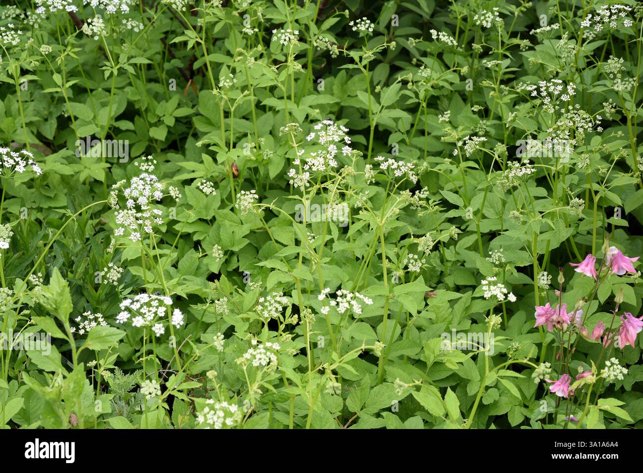 Aegopodium podagraria, gehört zu den wilden Kräutern und Wildgemüse. Es ist eine wilde Pflanze mit weißen Blüten. Es ist eine wichtige Heilpflanze. Stockfoto