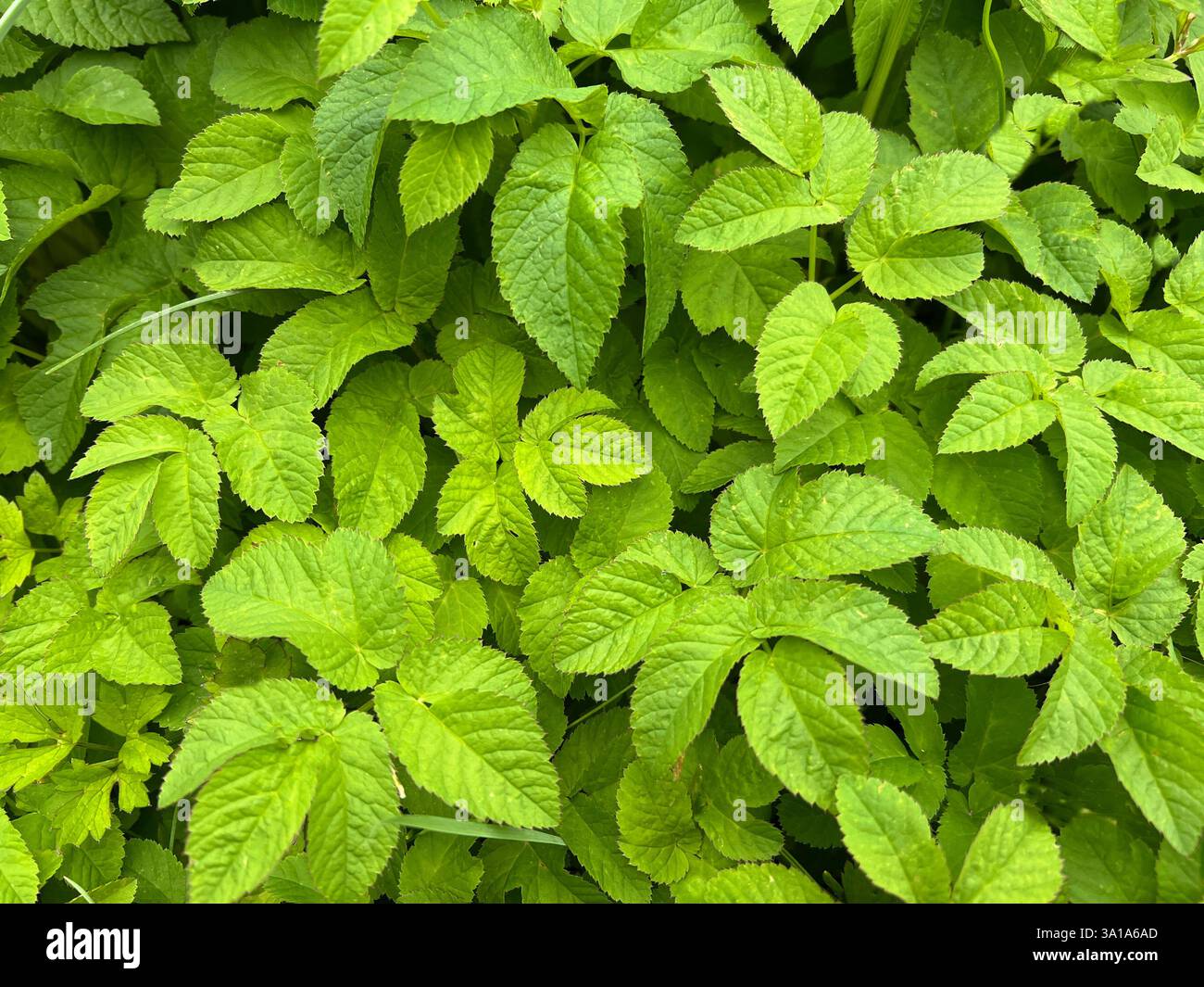 Aegopodium podagraria, gehört zu den wilden Kräutern und Wildgemüse. Es ist eine wilde Pflanze mit weißen Blüten. Es ist eine wichtige Heilpflanze. Stockfoto